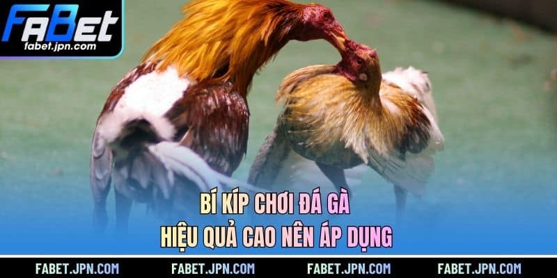 Bí kíp chơi đá gà hiệu quả cao nên áp dụng