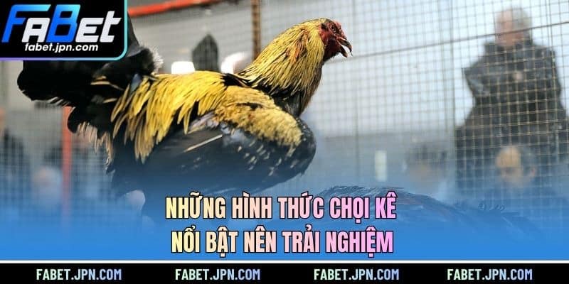Những hình thức chọi kê nổi bật nên trải nghiệm